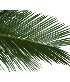 Sagopalmfarn - Cycas Revoluta -Gardena Store 8216236 BildD 001 PalmfarnCycasRevoluta45
