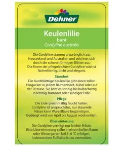 Keulenlilie - Cordyline Australis Variegata -Gardena Store 8216368 CorylineBuntEtikett2