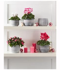 Midi Alpenveilchen, Weiß 5 Midi Alpenveilchen, Weiß -Gardena Store 8217903 WE MO 001 CyclameMidiWeiss