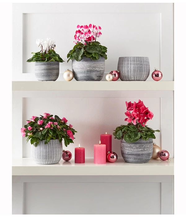 Midi Alpenveilchen, Weiß 3 Midi Alpenveilchen, Weiß – Bild 3