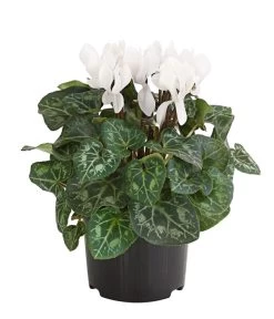 Midi Alpenveilchen, Weiß