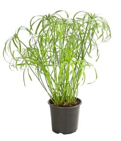 Zypergras - Cyperus Alternifolius