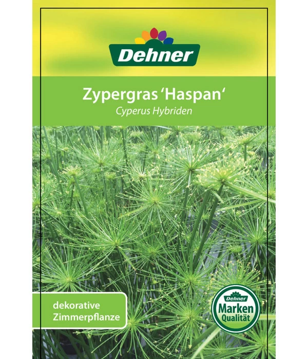 Zypergras - Cyperus Haspan 5 Zypergras - Cyperus Haspan – Bild 5