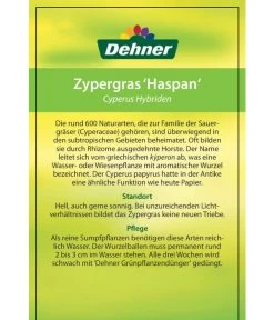 Zypergras - Cyperus Haspan 11 Zypergras - Cyperus Haspan -Gardena Store 8218265 CyperusHybriden 12012017 2 2