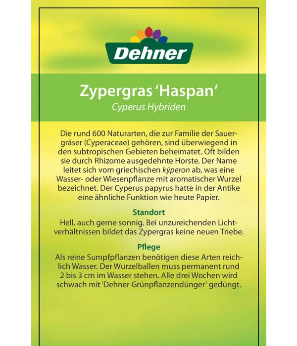 Zypergras - Cyperus Haspan 6 Zypergras - Cyperus Haspan – Bild 6