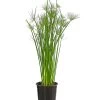 Zypergras - Cyperus Haspan