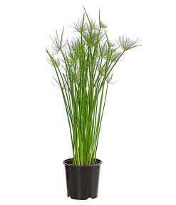 Zypergras - Cyperus Haspan