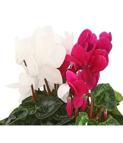 Alpenveilchen-Duo -Gardena Store 8218539 PR DE 001 AlpenveilchenCyclamenTwinLilaWeissDehnerHerzig