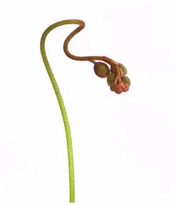 Sonnentau - Drosera Aliciae -Gardena Store 8222960 WE DE 001 DroseraAliciaeT9DehnerExpressHerzig