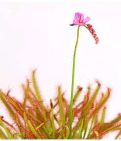 Kap-Sonnentau - Drosera Capensis 7 Kap-Sonnentau - Drosera Capensis -Gardena Store 8223042 WE DE 002 DroseraCapensisT9DehnerExpressHerzig