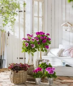 Edelgeranie, Stämmchen -Gardena Store 8223943 WE MO 001 Edelgeranie2021GC04