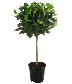 Australischer Feigenbaum 'Australis'