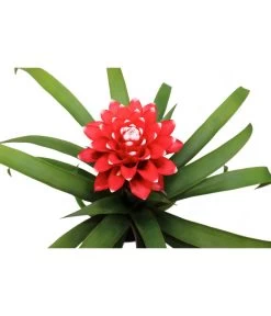 Guzmanie - Guzmania 'Hope' -Gardena Store 8232076 WE DE 001 GuzmanieGuzmaniaHope