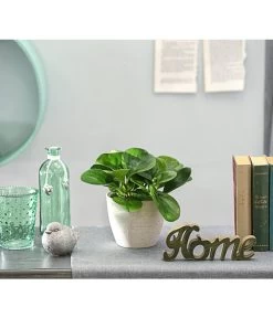 Peperomie - Peperomia Obtusifolia 'Lime' -Gardena Store 8243057 PR MO 001 PeperomiaOptusifoliaDehnerExpressHerzig