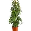 Birkenfeige - Ficus Binnendijkii 'Amstel King'