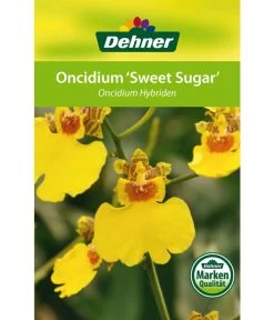 Oncidium - Oncidium Cultivars 'Sweet Sugar' 6 Oncidium - Oncidium Cultivars 'Sweet Sugar' -Gardena Store 8249708 8251662 Oncidium Sweet Sugar Etikett 1