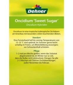 Oncidium - Oncidium Cultivars 'Sweet Sugar' 7 Oncidium - Oncidium Cultivars 'Sweet Sugar' -Gardena Store 8249708 8251662 Oncidium Sweet Sugar Etikett 2