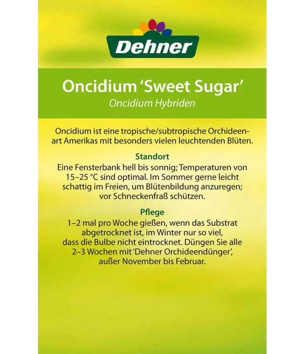 Oncidium - Oncidium Cultivars 'Sweet Sugar' 4 Oncidium - Oncidium Cultivars 'Sweet Sugar' – Bild 4