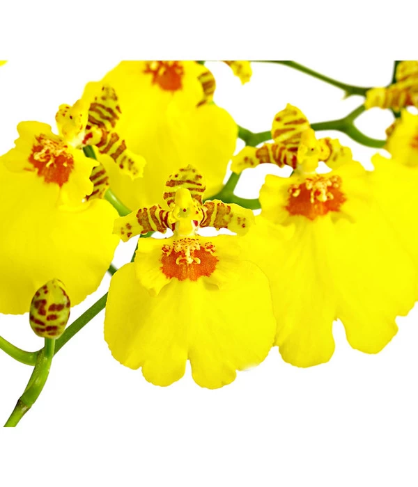Oncidium - Oncidium Cultivars 'Sweet Sugar' 2 Oncidium - Oncidium Cultivars 'Sweet Sugar' – Bild 2