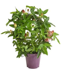 Passionsblume, Sonderfarben