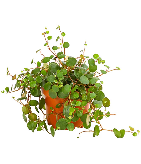 Peperomie - Peperomia 'Pepperspot' 1 Peperomie - Peperomia 'Pepperspot'