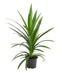 Schraubenbaum - Pandanus Veitchii