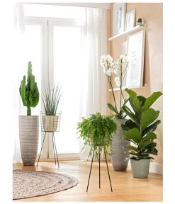 Schmetterlingsorchidee - Phalaenopsis Cultivars, Großblütig -Gardena Store 8253023 BodentiefeFensterHungerSimmeth