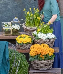 Rosenprimel 'Belarina', Verschiedene Farben -Gardena Store 8261463 WE MO 001 FruehlingsHighlights