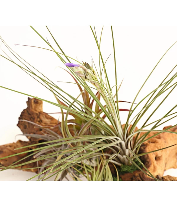 Tillandsien-Arrangement Auf Mopanie-Wurzel - Tillandsia Hybride, 5-teilig 2 Tillandsien-Arrangement Auf Mopanie-Wurzel - Tillandsia Hybride, 5-teilig – Bild 2