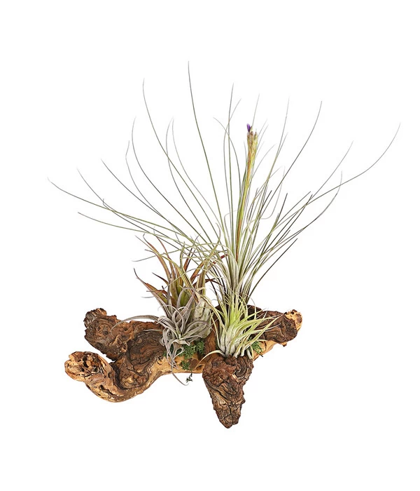 Tillandsien-Arrangement Auf Mopanie-Wurzel - Tillandsia Hybride, 5-teilig 1 Tillandsien-Arrangement Auf Mopanie-Wurzel - Tillandsia Hybride, 5-teilig