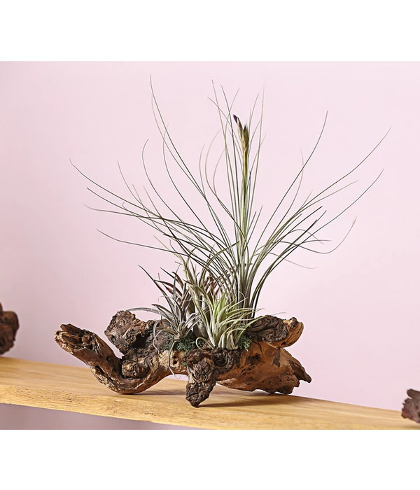 Tillandsien-Arrangement Auf Mopanie-Wurzel - Tillandsia Hybride, 5-teilig 3 Tillandsien-Arrangement Auf Mopanie-Wurzel - Tillandsia Hybride, 5-teilig – Bild 3