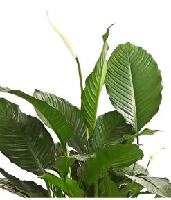 Einblatt - Spathiphyllum Wallisii 'Silvana' -Gardena Store 8276180 WE DE 001 EinblattSpathiphyllumAlfaAirT24OWDehnerExpressHerzig