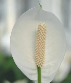Einblatt - Spathiphyllum Wallisii 'Silvana' -Gardena Store 8276180 WE DE 005 SpathiphyllumAlfaAir