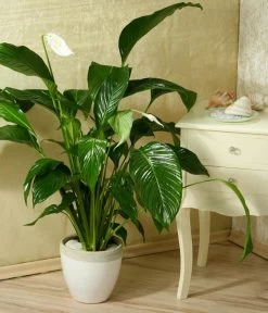 Einblatt - Spathiphyllum Wallisii 'Silvana' -Gardena Store 8276180 WE MO 005 SpathiphyllumDehnerEW