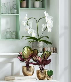 Dehner Beton-Übertopf Nola, Rund, Grau-kupfer -Gardena Store 8280505 WE MO 001 PhalaenopsisHerzT12