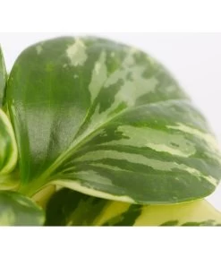 Peperomie - Peperomia Obtusifolia Variegata 'Golden Genua' -Gardena Store 8290975 PR DE 001 PeperomiaObtusifoliaVariegataBuntT11DehnerExpressZS