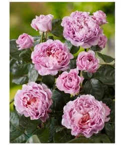 Nostalgie®-Edelrose 'Eisvogel®', Stämmchen -Gardena Store 8294977 PR DE 001 NostalgieEdelroseEisvogelRosenTantau 1