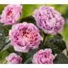 Nostalgie®-Edelrose 'Eisvogel®'