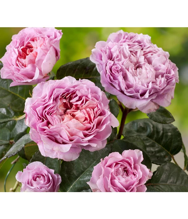 Nostalgie®-Edelrose 'Eisvogel®' 1 Nostalgie®-Edelrose 'Eisvogel®'
