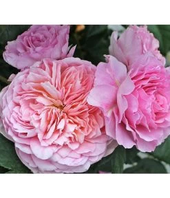 Nostalgie®-Edelrose 'Eisvogel®', Stämmchen -Gardena Store 8294977 PR DE 012 NostalgieEdelroseEisvogelTantau 1