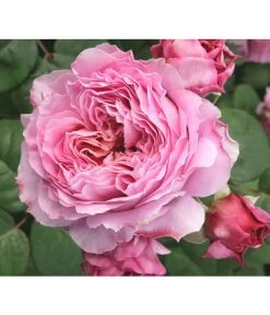 Nostalgie®-Edelrose 'Eisvogel®' 6 Nostalgie®-Edelrose 'Eisvogel®' -Gardena Store 8294977 PR DE 013 NostalgieEdelroseEisvogelTantau