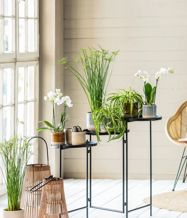 Zypergras - Cyperus Haspan 2 Zypergras - Cyperus Haspan – Bild 2