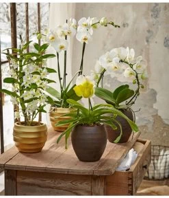 Traubenorchidee -Gardena Store 8297772 8250813 8280935 8258238 PR MO 005 OrchideenGC23