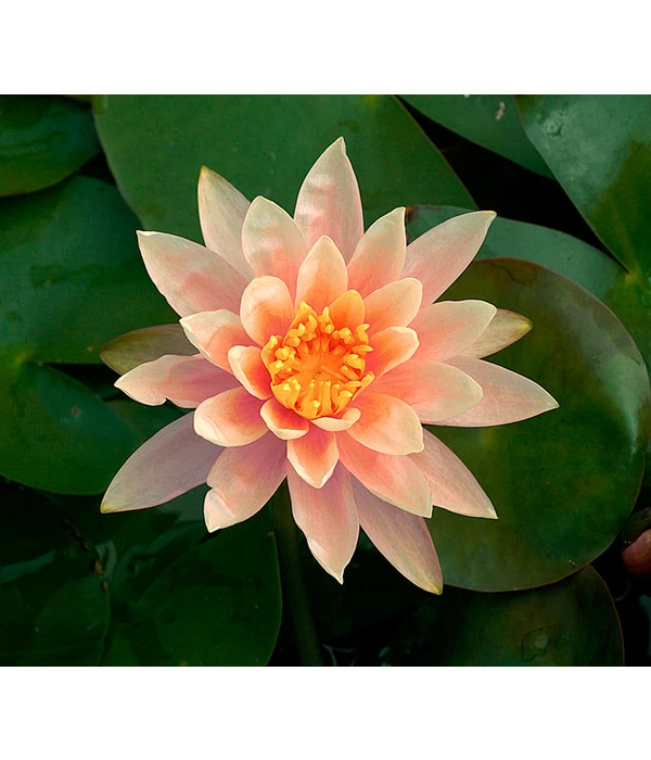 Dehner Seerose 'Sioux' 1 Dehner Seerose 'Sioux'