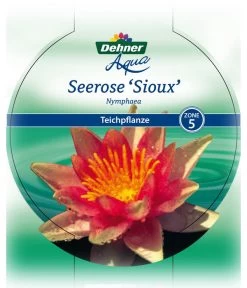 Dehner Seerose 'Sioux' 10 Dehner Seerose 'Sioux' -Gardena Store 8315947 Seerose Sioux Etikett 1 NEU