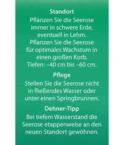 Dehner Seerose 'Sioux' 11 Dehner Seerose 'Sioux' -Gardena Store 8315947 Seerose Sioux Etikett 2