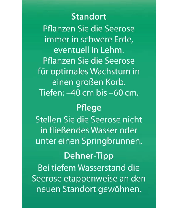 Dehner Seerose 'Sioux' 6 Dehner Seerose 'Sioux' – Bild 6
