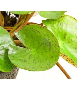 Dehner Seerose 'Sioux' 8 Dehner Seerose 'Sioux' -Gardena Store 8315947 WE DE 001 SeeroseOrangeGestielteBluetenNymphaeaHybrideT14DehnerExpressHerzig