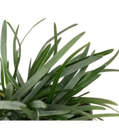 Moor-Blaugras 5 Moor-Blaugras -Gardena Store 8316242 WE DE 003 SesleriaCaeruleaMoorBlaugras