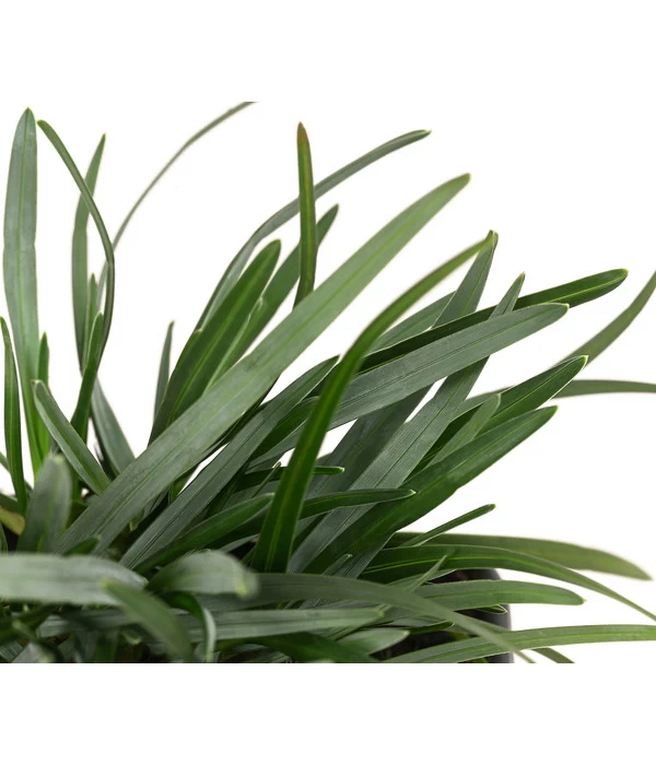 Moor-Blaugras 3 Moor-Blaugras – Bild 3